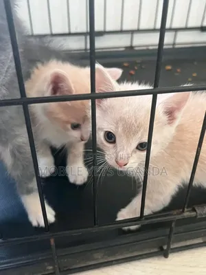 1-3 months Female Purebred Ocicat