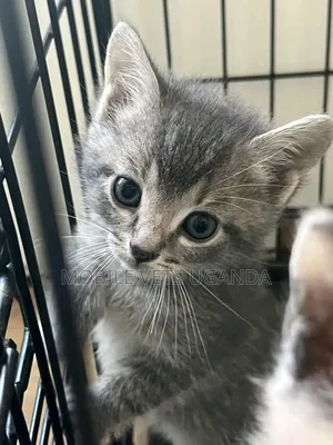 1-3 months Male Purebred Bombay