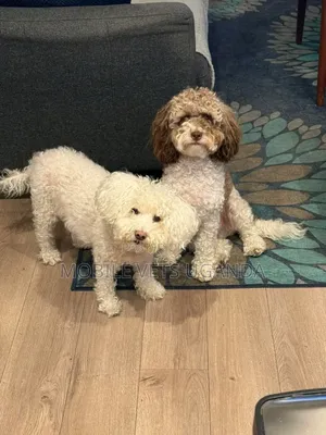 3-6 months Female Purebred Maltese