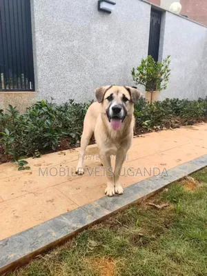 6-12 months Male Mixed Breed German Shepherd