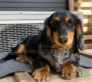 3-6 months Male Purebred Dachshund