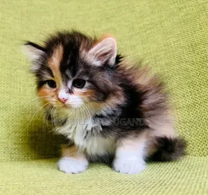 0-1 month Male Purebred Persian
