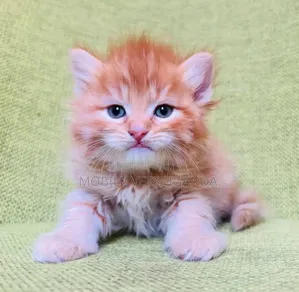 1-3 months Female Purebred Persian