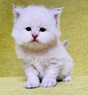 0-1 month Male Purebred Persian