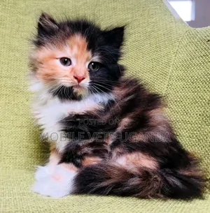 1-3 months Male Purebred American Shorthair