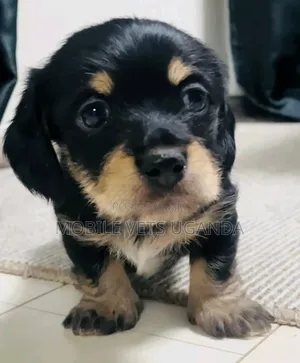 0-1 month Female Purebred Dachshund