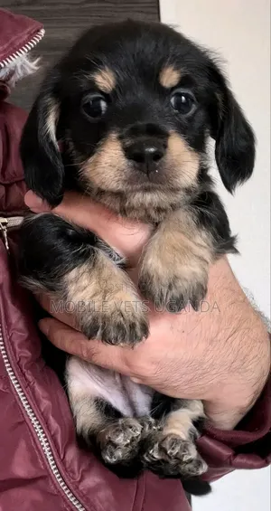 3-6 months Female Purebred Dachshund