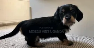 1-3 months Male Purebred Dachshund