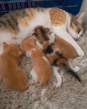 0-1 month Male Purebred American Shorthair