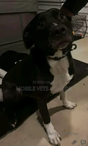 6-12 months Male Purebred Boerboel