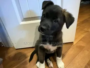 1-3 months Male Mixed Breed German Shepherd