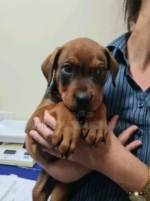 0-1 month Male Purebred Dachshund