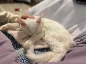 3-6 months Male Purebred Norwegian Forest