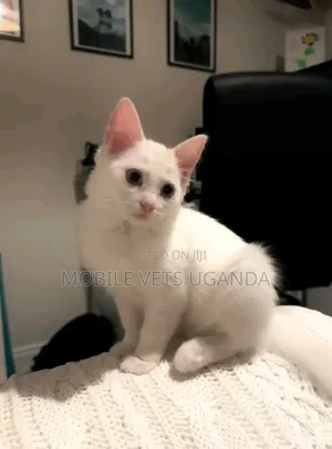 3-6 months Male Purebred Devon Rex