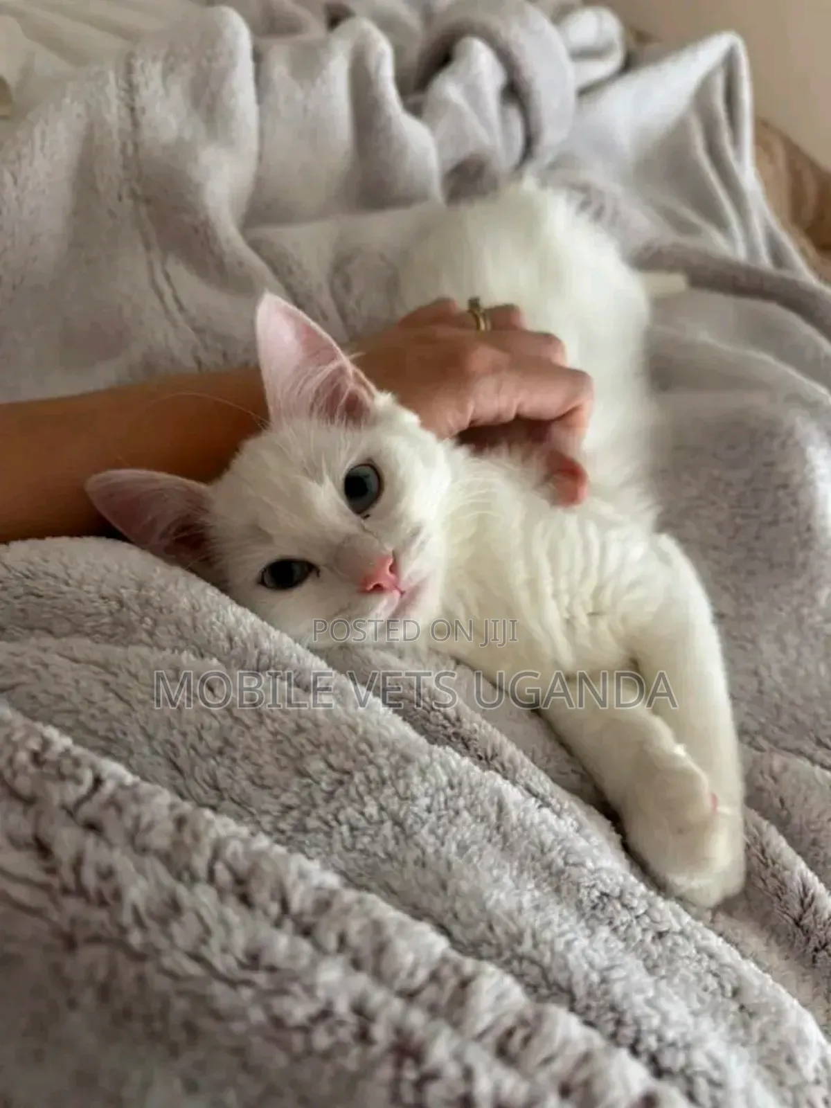 1-3 months Female Purebred Egyptian Mau