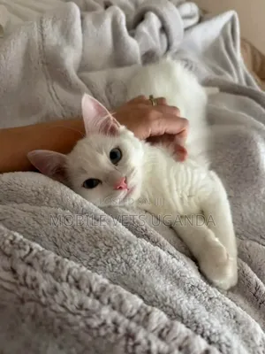 1-3 months Female Purebred Egyptian Mau