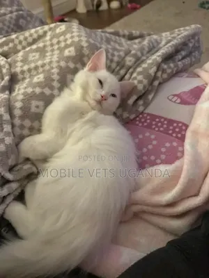 3-6 months Male Purebred Manx