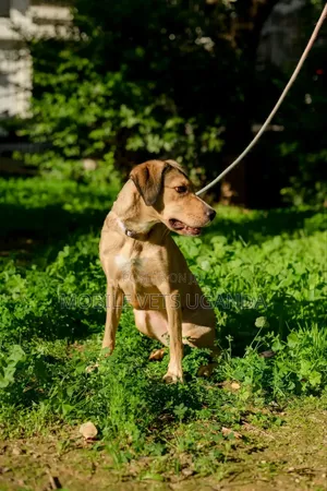 3-6 months Male Mixed Breed German Shepherd