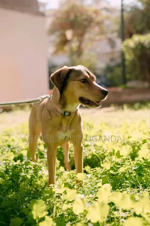 1+ year Female Mixed Breed German Shepherd