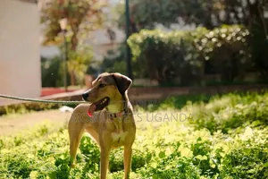 6-12 months Female Mixed Breed German Shepherd