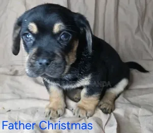 1-3 months Male Purebred Rottweiler