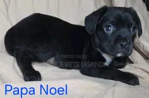 1-3 months Female Purebred Boerboel