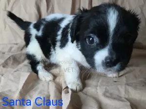 0-1 month Male Purebred Japanese Spitz