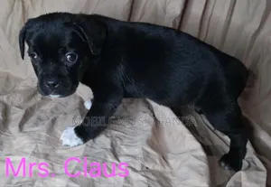 0-1 month Female Purebred Boerboel