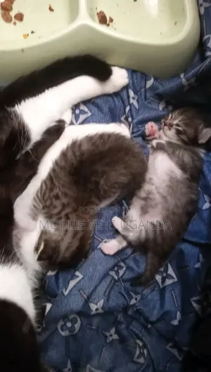 0-1 month Female Purebred Korat