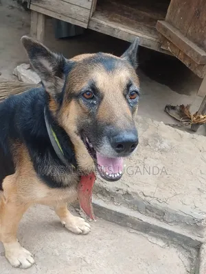 6-12 months Male Purebred German Shepherd