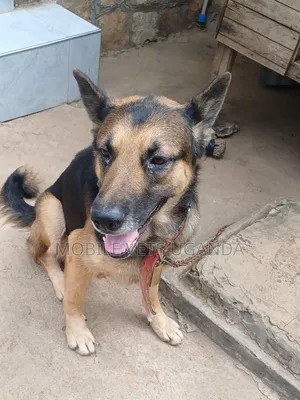 1+ year Female Purebred German Shepherd