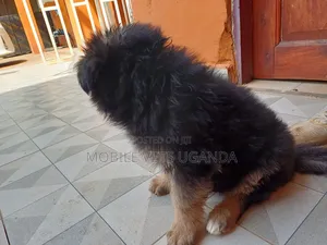 1-3 months Female Purebred German Shepherd