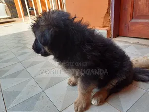 0-1 month Female Purebred German Shepherd