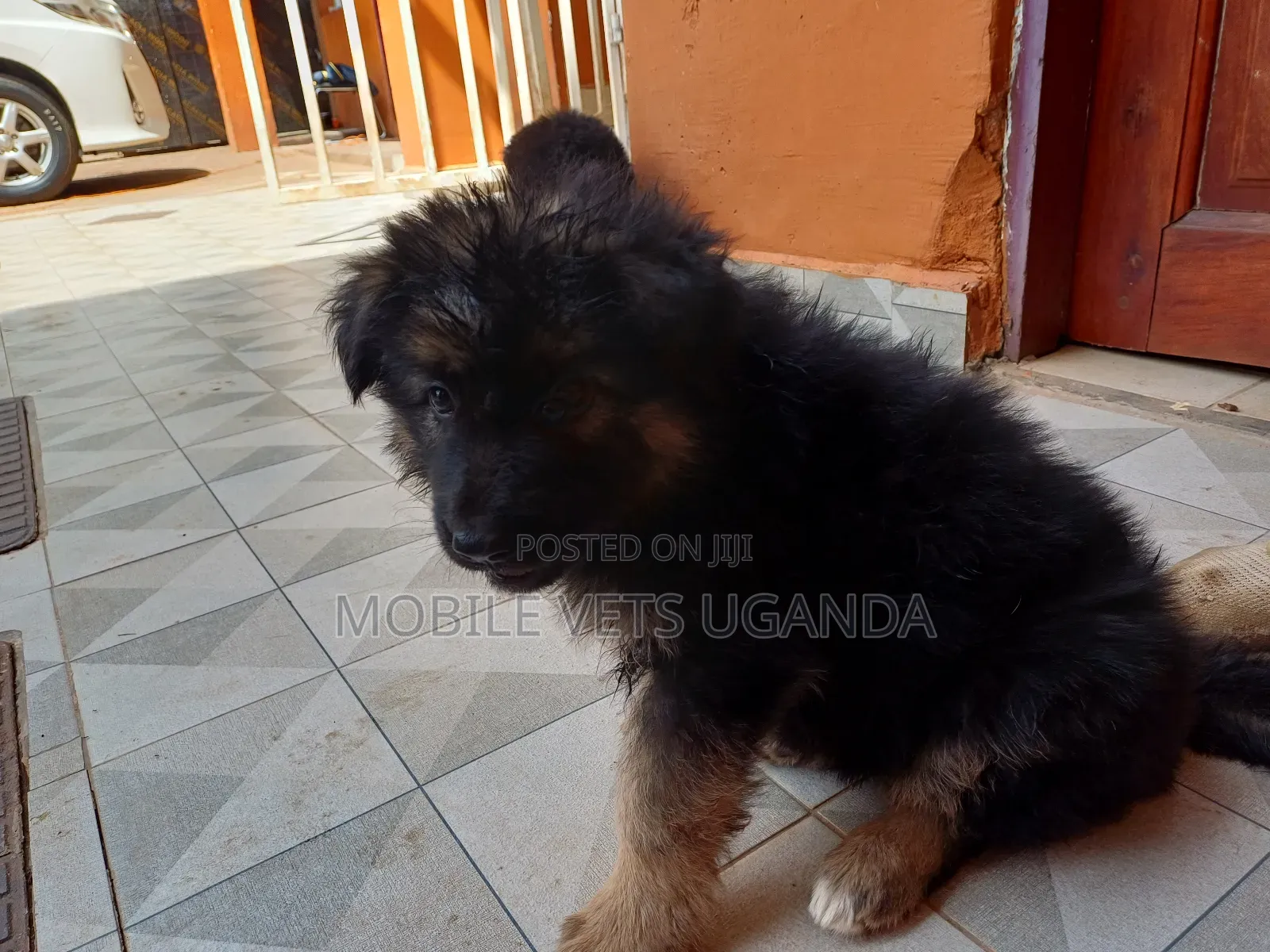 1-3 months Female Purebred German Shepherd