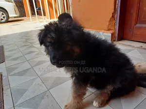 1-3 months Female Purebred German Shepherd