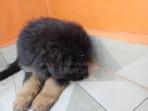 3-6 months Male Purebred German Shepherd