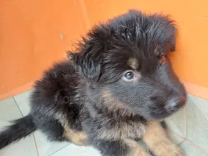 3-6 months Female Purebred German Shepherd