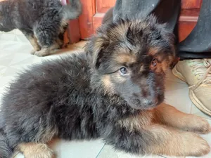 0-1 month Male Purebred German Shepherd