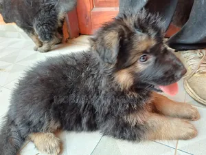 3-6 months Male Purebred German Shepherd