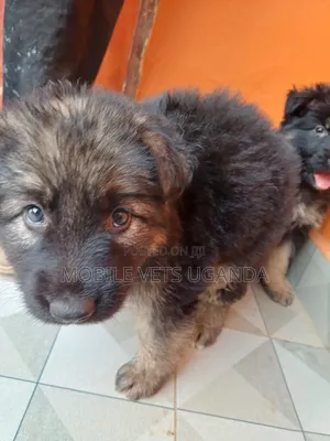 0-1 month Female Purebred German Shepherd