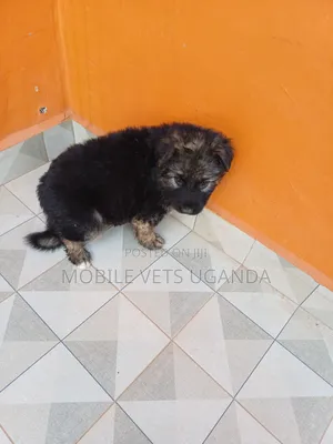 1-3 months Male Purebred German Shepherd