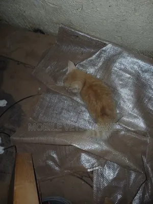 0-1 month Male Purebred Exotic