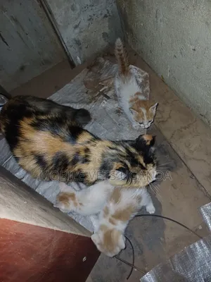 0-1 month Male Purebred Javanese