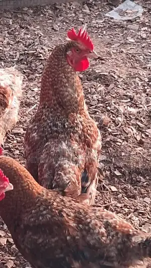 Day One Chicks