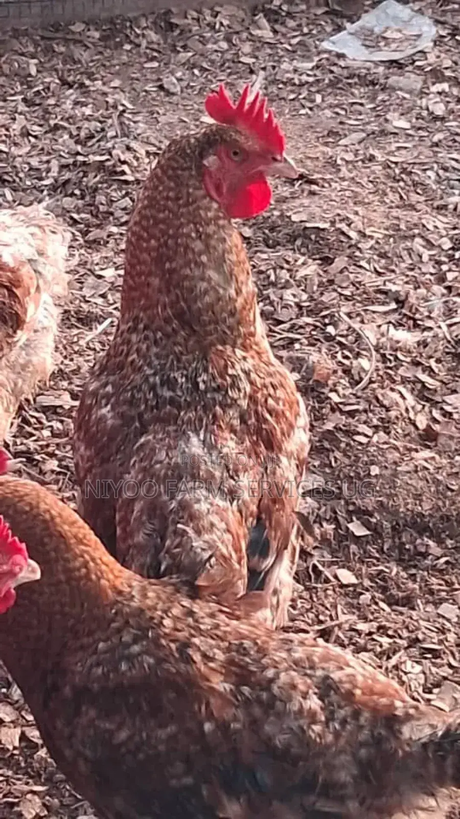 Day One Chicks
