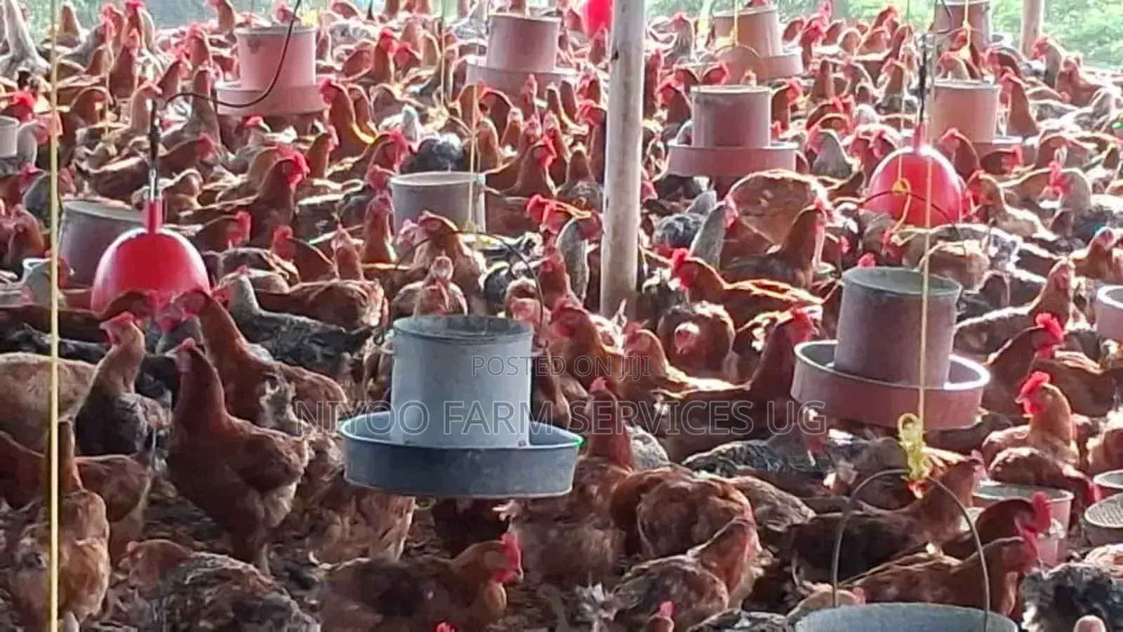 Day One Chicks