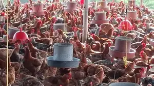 Day One Chicks