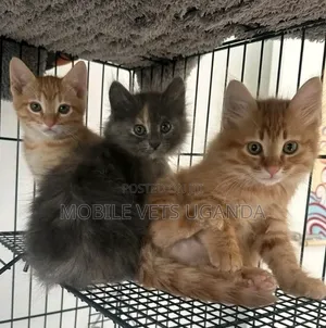 1-3 months Male Purebred American Shorthair