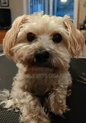 3-6 months Male Purebred Maltese