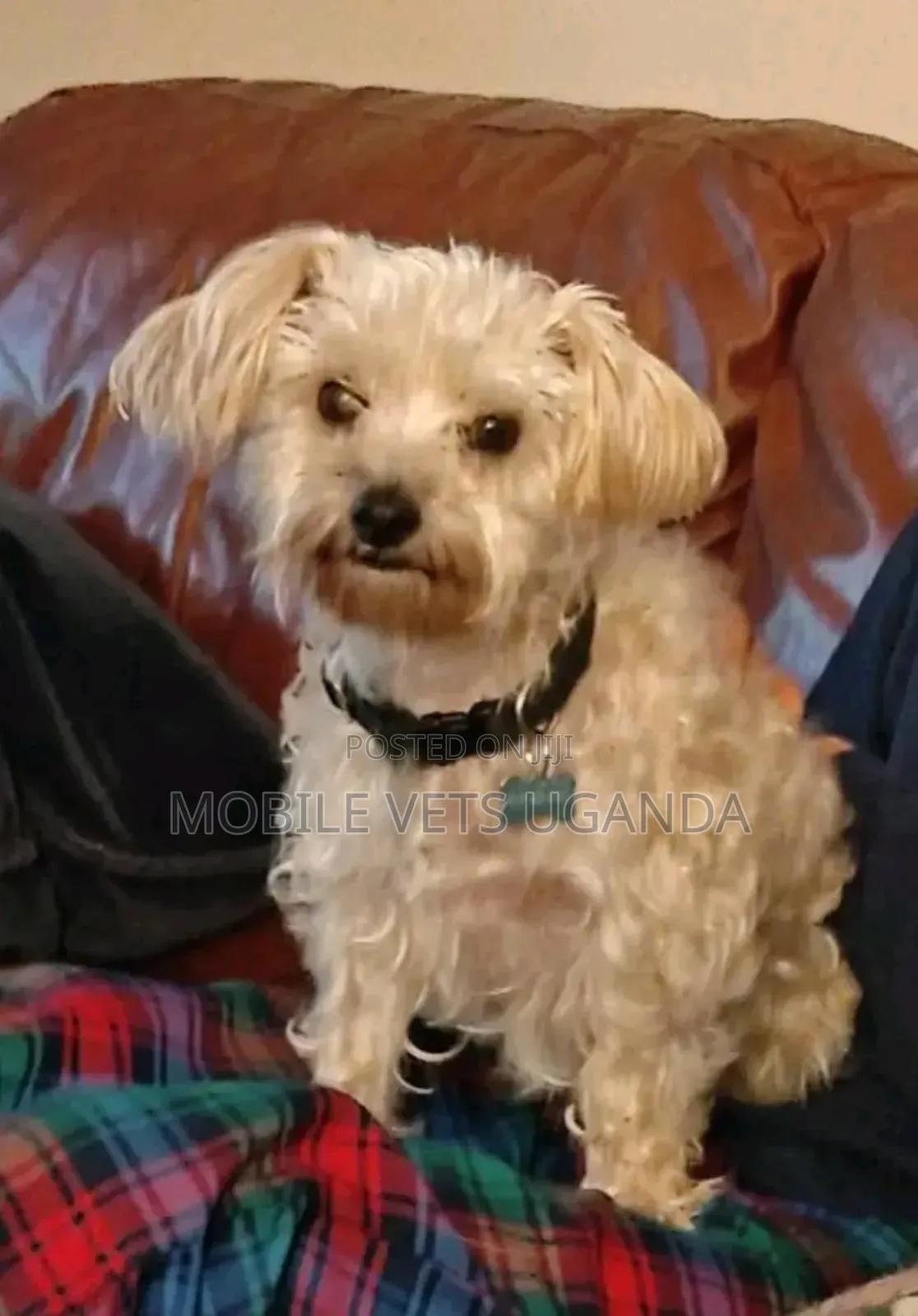 3-6 months Female Purebred Maltese